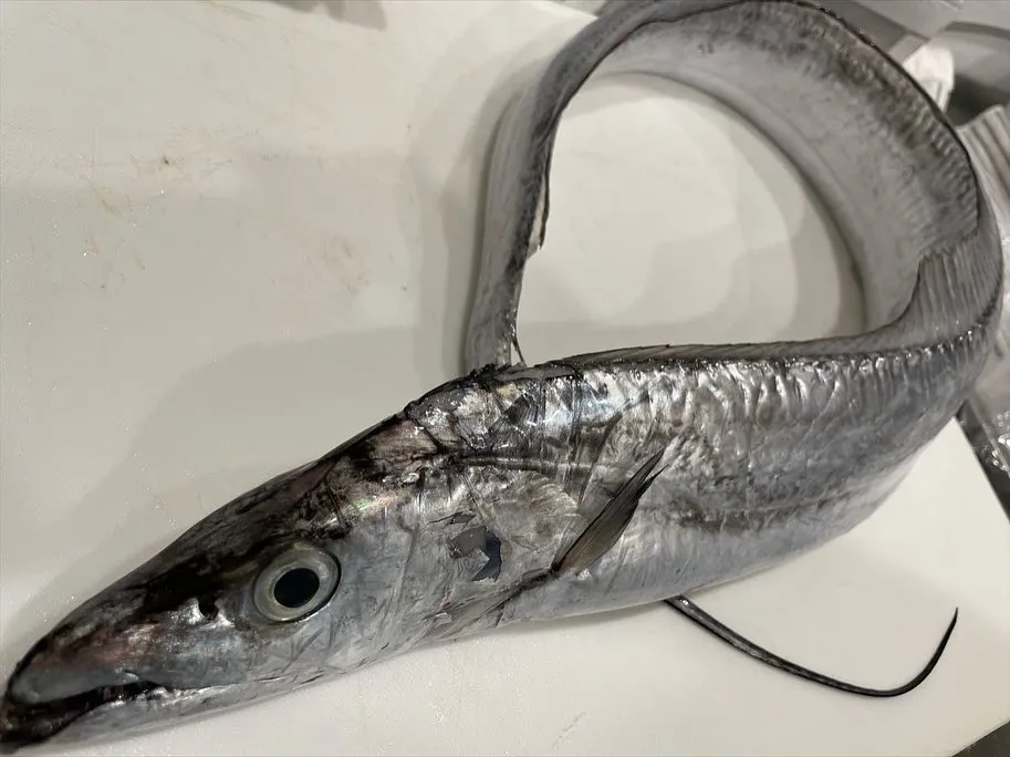 【八千代台 鮨安才】