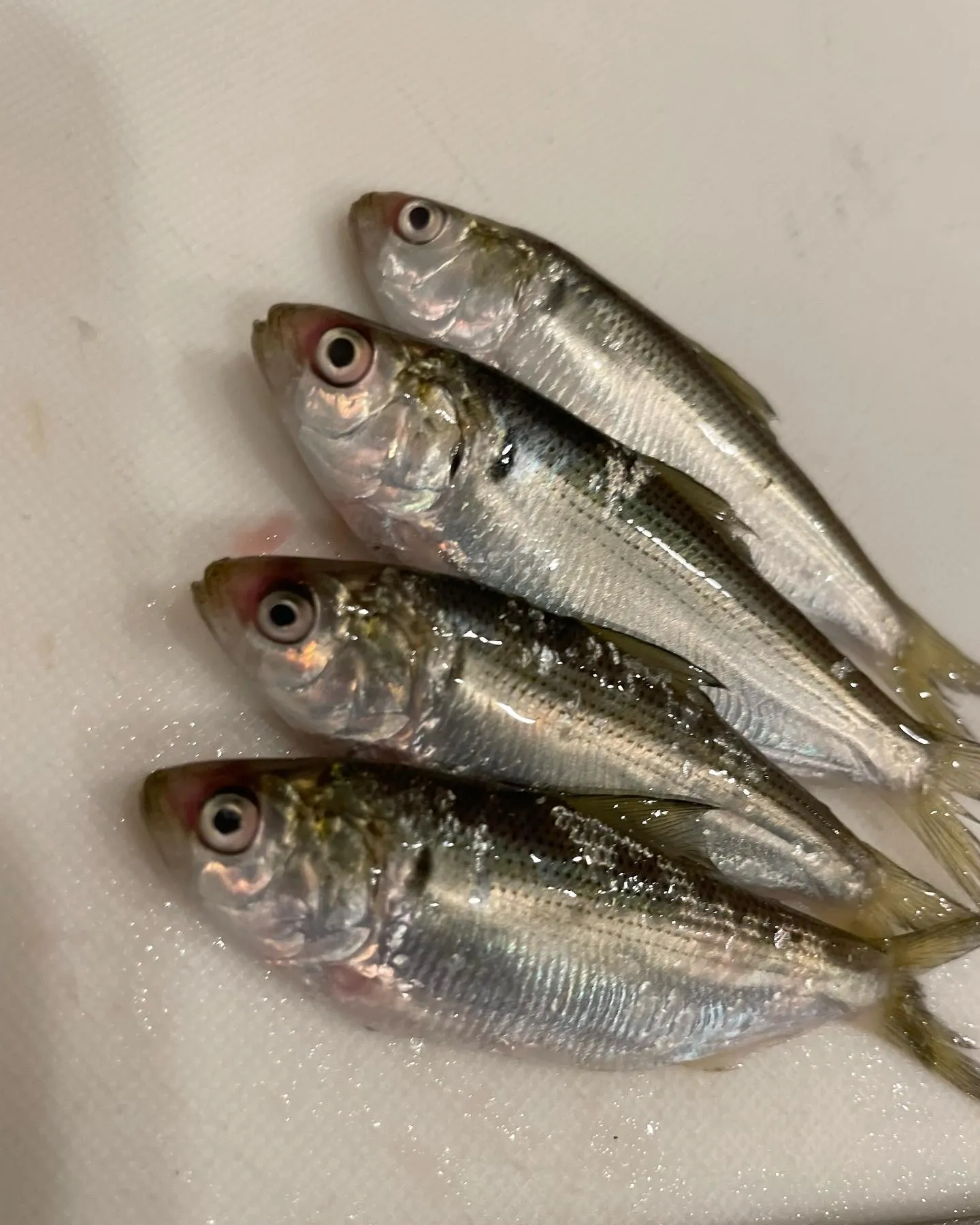 【八千代台 鮨安才】