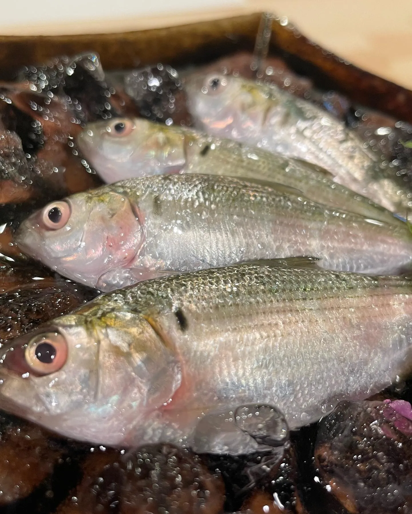 【八千代台 鮨安才】